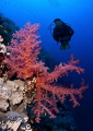   mighty elphinstone reef  